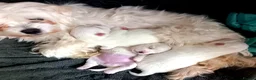 Maltese dogs for sale: 3 little girls  - Advert 5