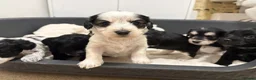 Mixed Breed dogs for sale: Cockapoo x Maltese  - Advert 11