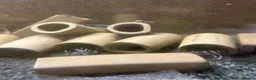 Plecos fish for sale: Zebra plecos  - Advert 5