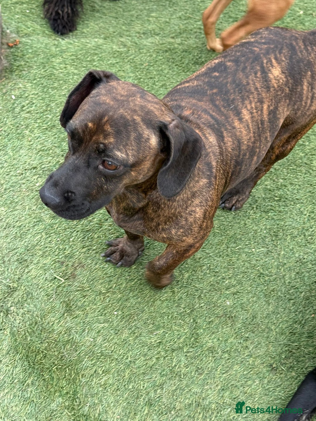 Mixed Breed dogs for adoption: Cutie Mimmi looking for love - Advert 4