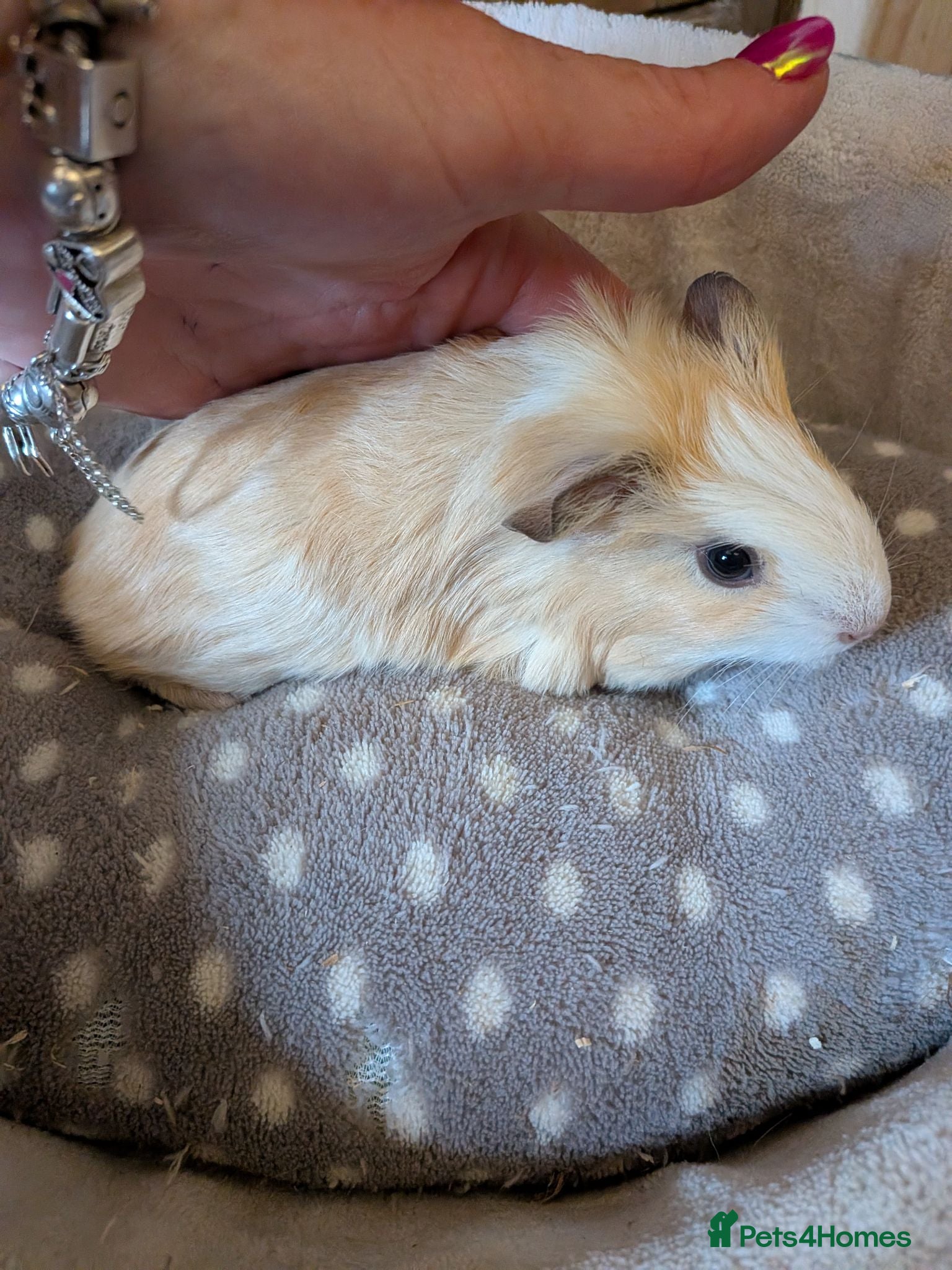 Guinea Pig rodents  baby boy Guinea pigs - Advert 6