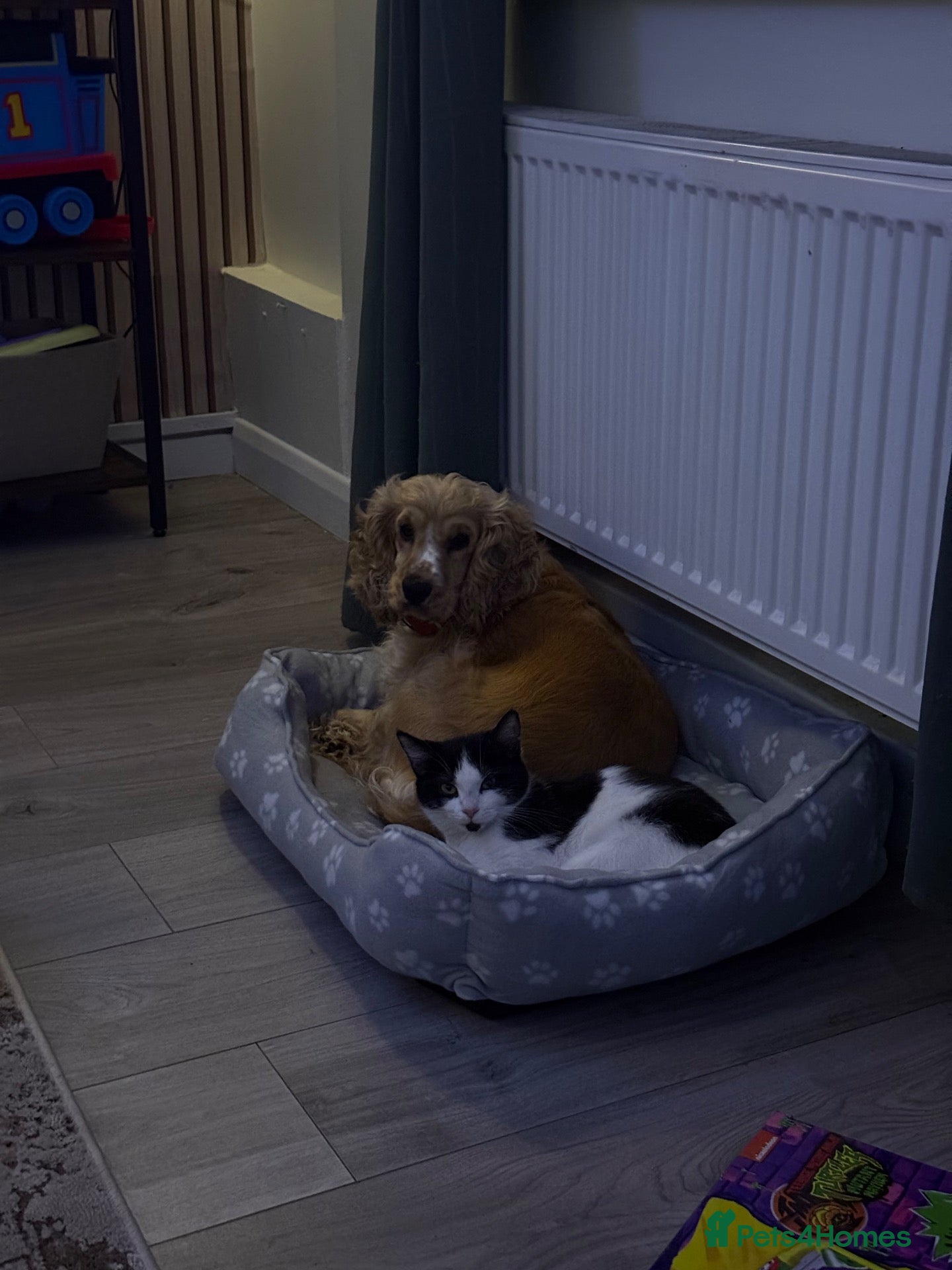 Cocker Spaniel dogs Loving family wanted for our Sophie  - Advert 10