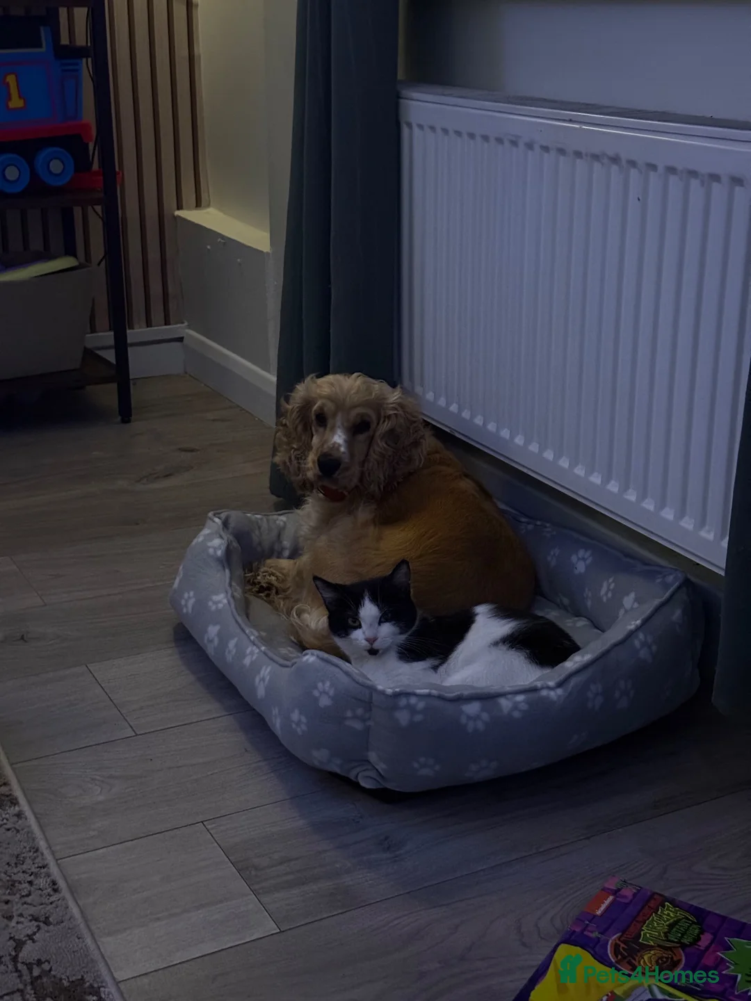 Cocker Spaniel dogs for sale: Loving family wanted for our Sophie  in Chesterfield - Advert 1
