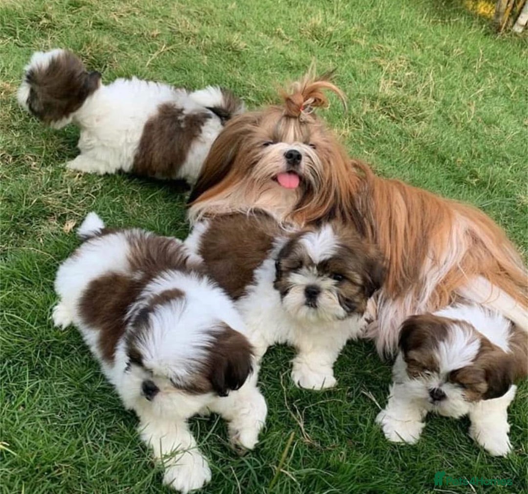 Shih Tzu dogs for sale: STUNNING HEALTH CHECKED AND DNA TESTED - Image 4