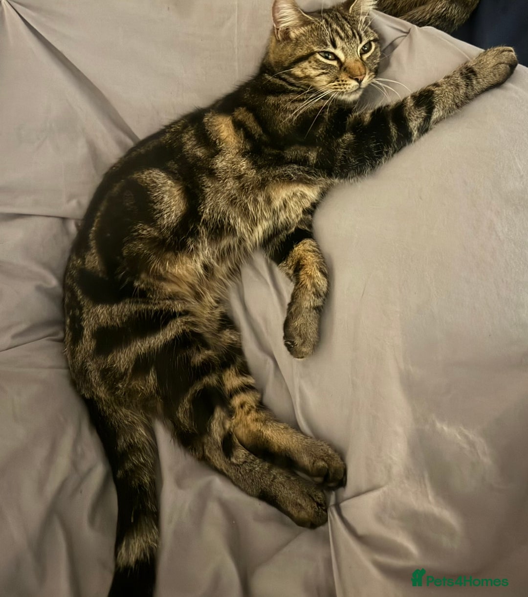 Mixed Breed cats for sale: Tabby male kitten 5 months old  - Advert 8