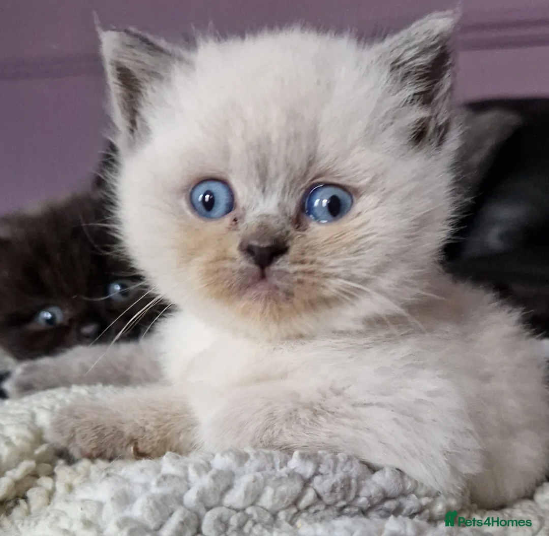 Persian cats for sale: Persian Kittens - Advert 12