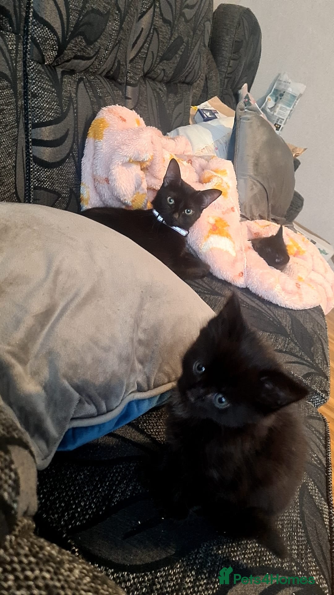 Mixed Breed cats for sale: Kittens for sale  - Advert 8