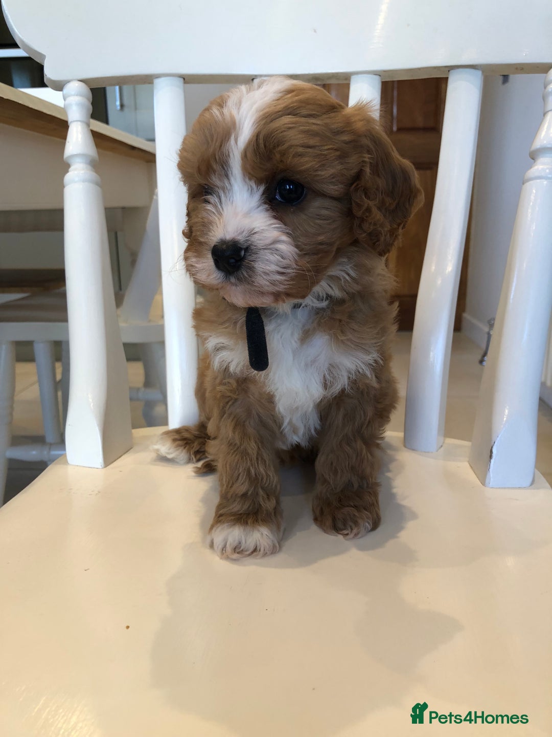 Cavapoo dogs for sale: Adorable Cavapoo Puppies  - Advert 3