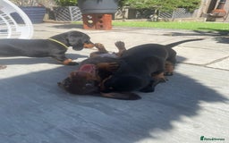 Miniature Dachshund dogs for sale: Beautiful Miniature Daschunds  - Image 38