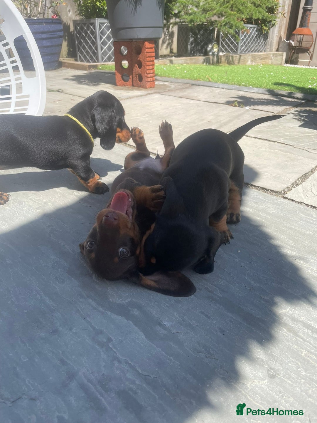 Miniature Dachshund dogs for sale: Beautiful Miniature Daschunds  - Image 38
