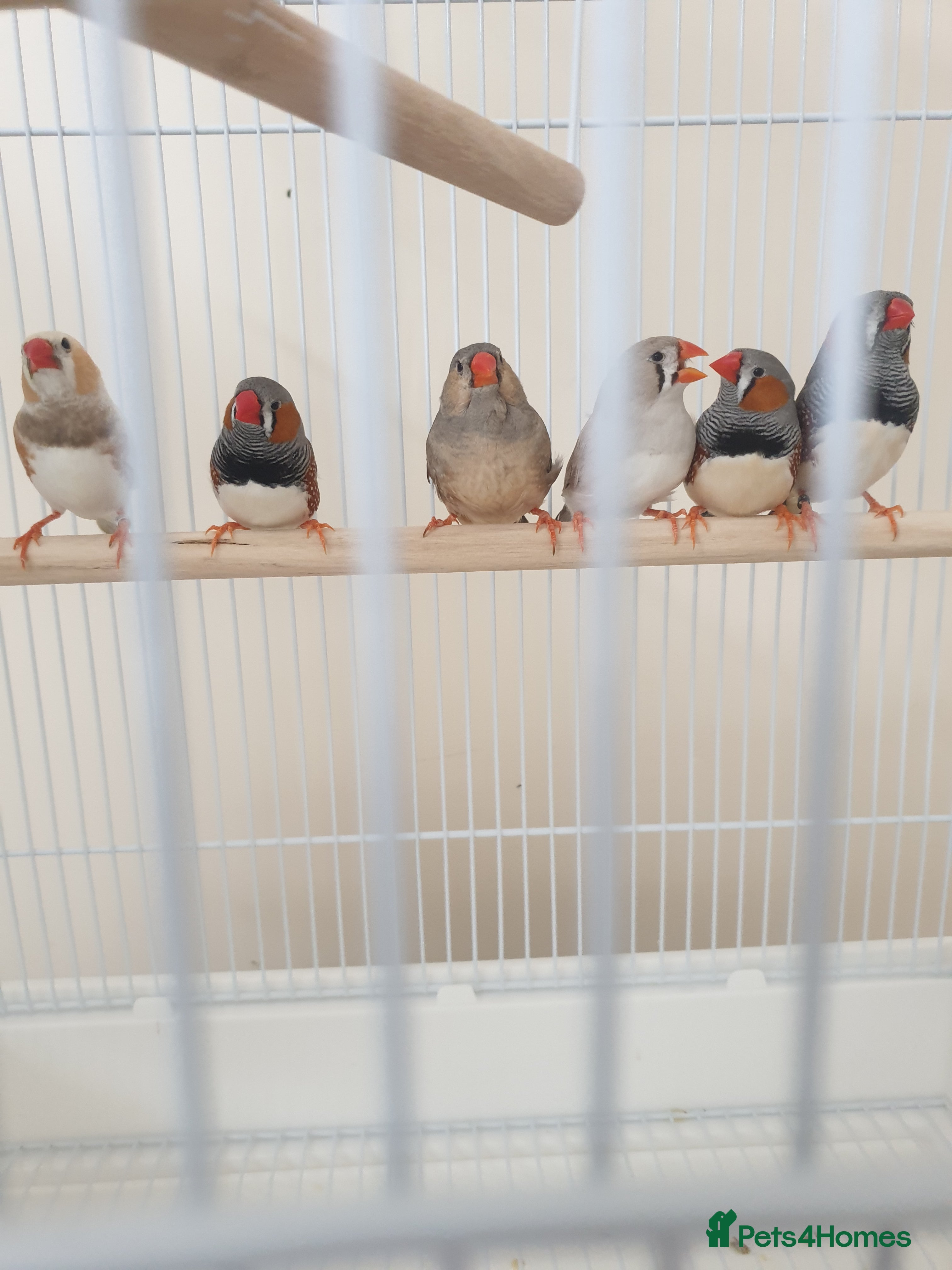 Finches birds 6 Show Quality Zebra Finches for Sale  - Advert 3