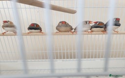 Finches birds for sale: 6 Show Quality Zebra Finches for Sale  - Image 1