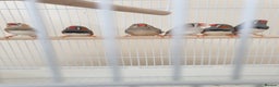 Finches birds for sale: 6 Show Quality Zebra Finches for Sale  - Advert 1