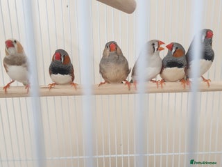 Finches birds for sale - Advert 1
