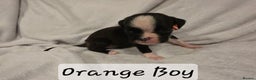 Boxer dogs for sale: Part European quality KC Reg Boxers - Advert 3