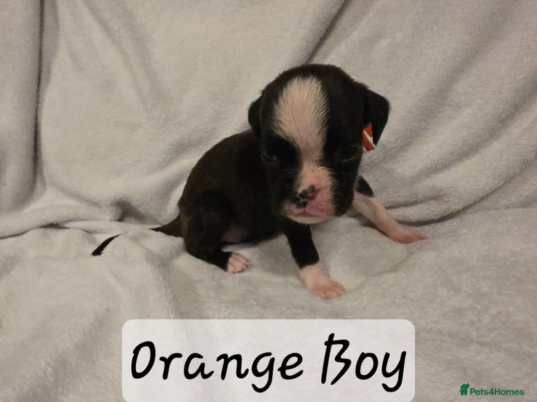 Boxer dogs for sale: Part European quality KC Reg Boxers - Advert 3