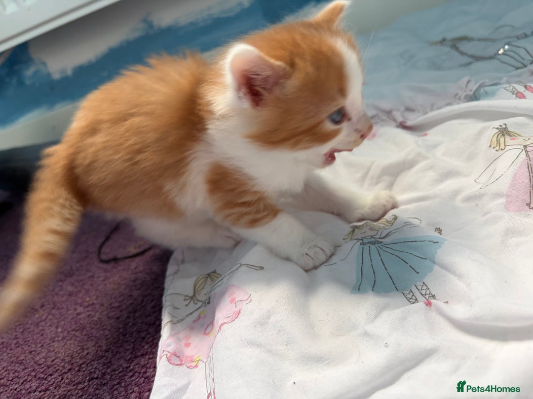 Maine Coon cats for sale: Maine coon mix kittens  - Advert 14