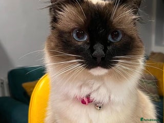 Ragdoll cats Ragdoll x for sale - Advert 3