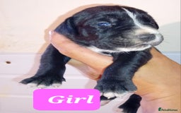 Mixed Breed dogs for sale: Taylors Minidane (Bulldane) Pups Available  - Image 16