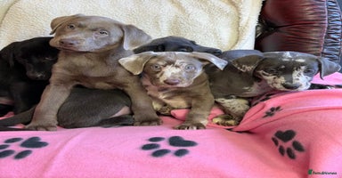 Mixed Breed dogs - Advert 4