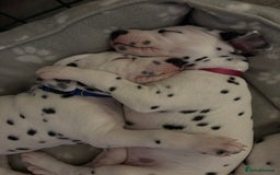Dalmatian dogs for sale: Stunning mixed litter of Dalmatians  - Image 21