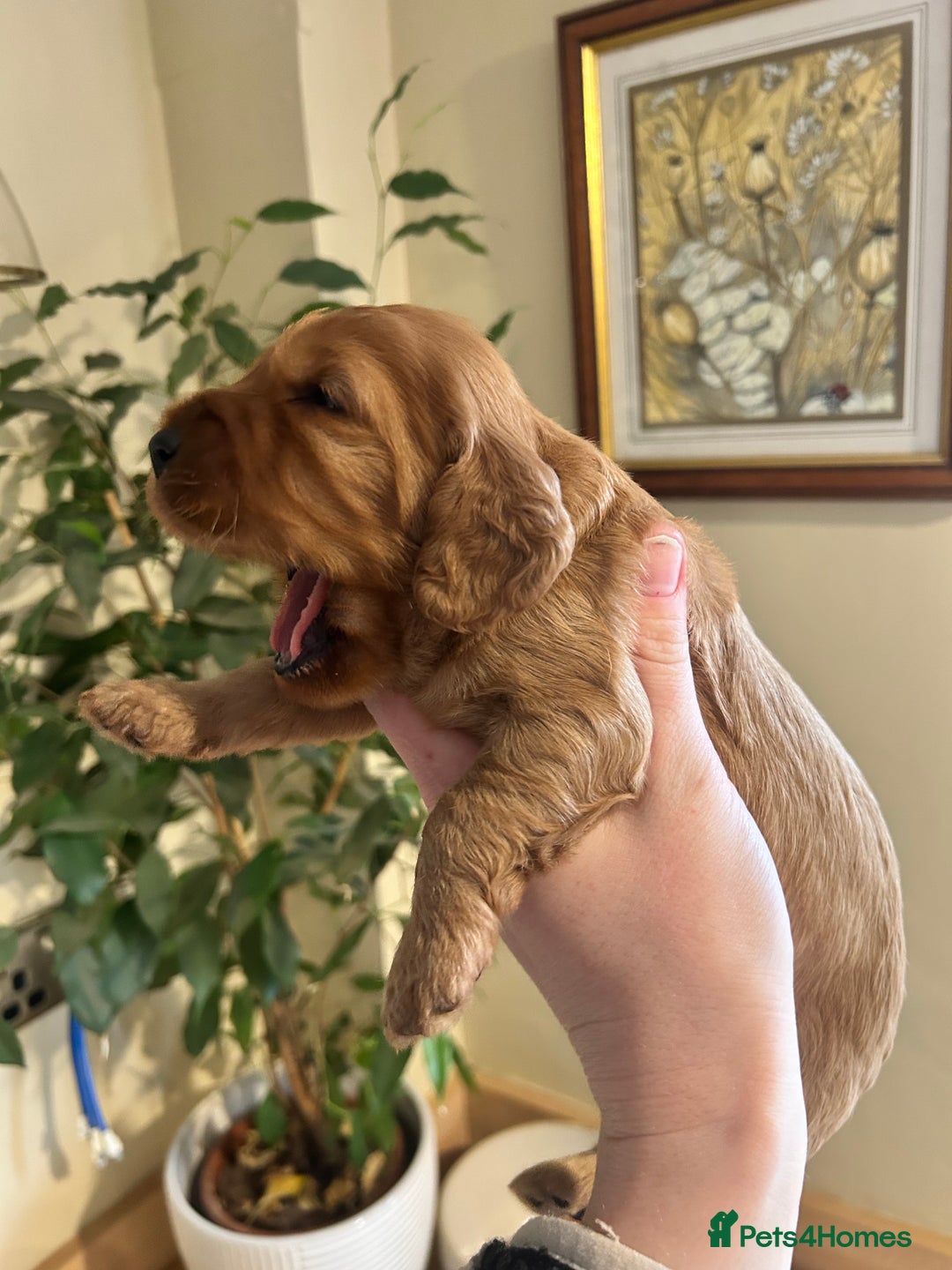 Cockapoo dogs for sale: F1B cockapoo - Advert 11