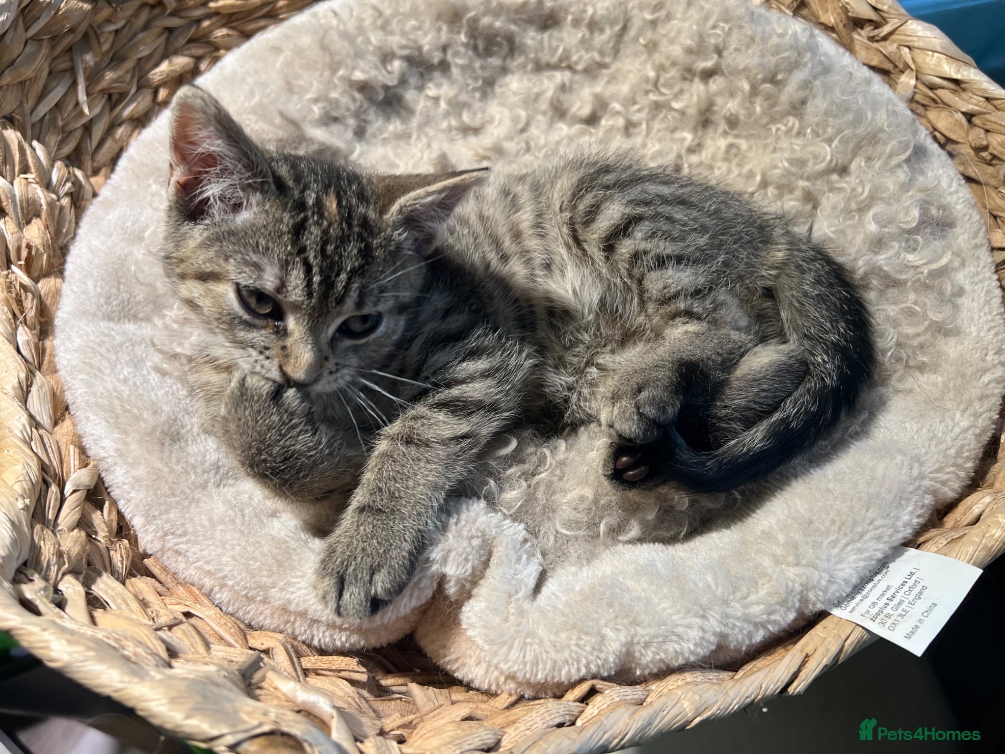 Domestic Shorthair cats Beautiful Friendly Tabby Kitten 15 Weeks Love Cats - Advert 2