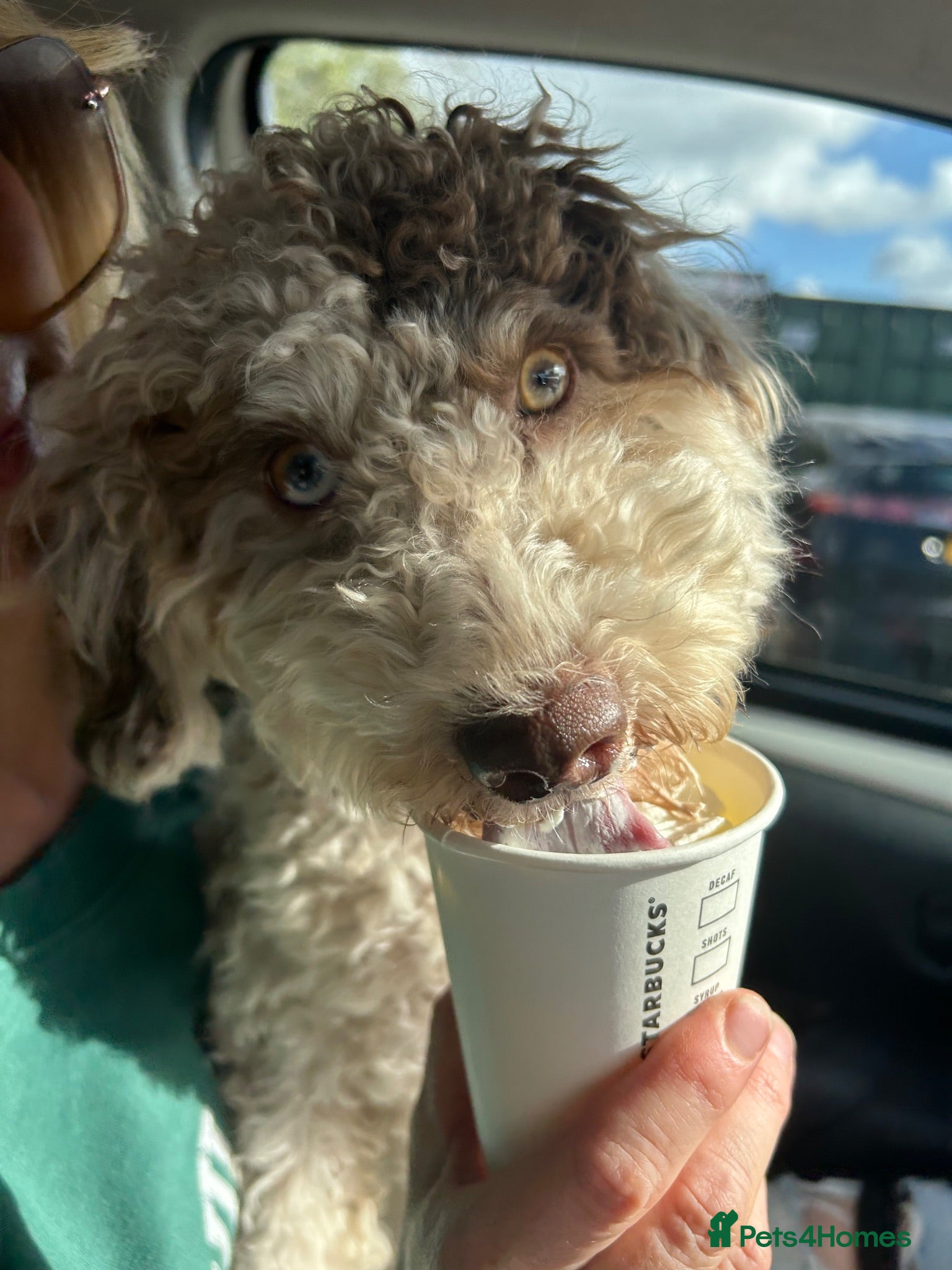 Cockapoo dogs Rolo  - Advert 14