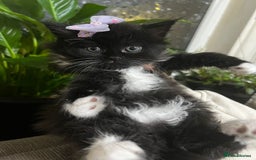 Mixed Breed cats for sale: Cute British Mix Kittens Looking for New Homes - Image 6