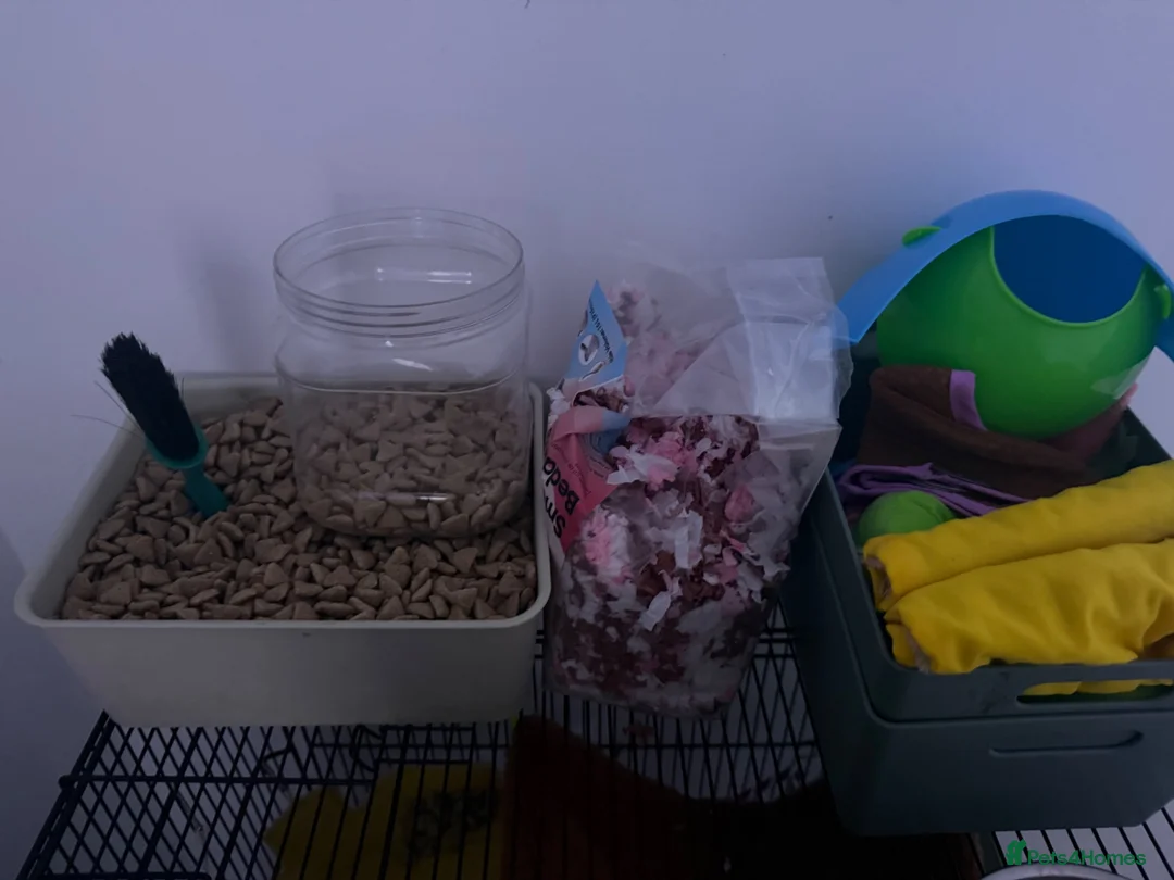 Rat rodents for sale: 2 male rats for sale  in Manchester - Advert 2