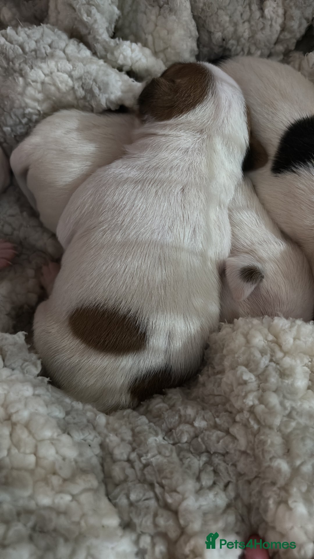 Jack Russell dogs for sale: Beautiful, big and healthy jack Russell pups - Image 9