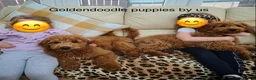 Goldendoodle dogs for sale: Stunning F1B Goldendoodles. Health tested DNA - Advert 9
