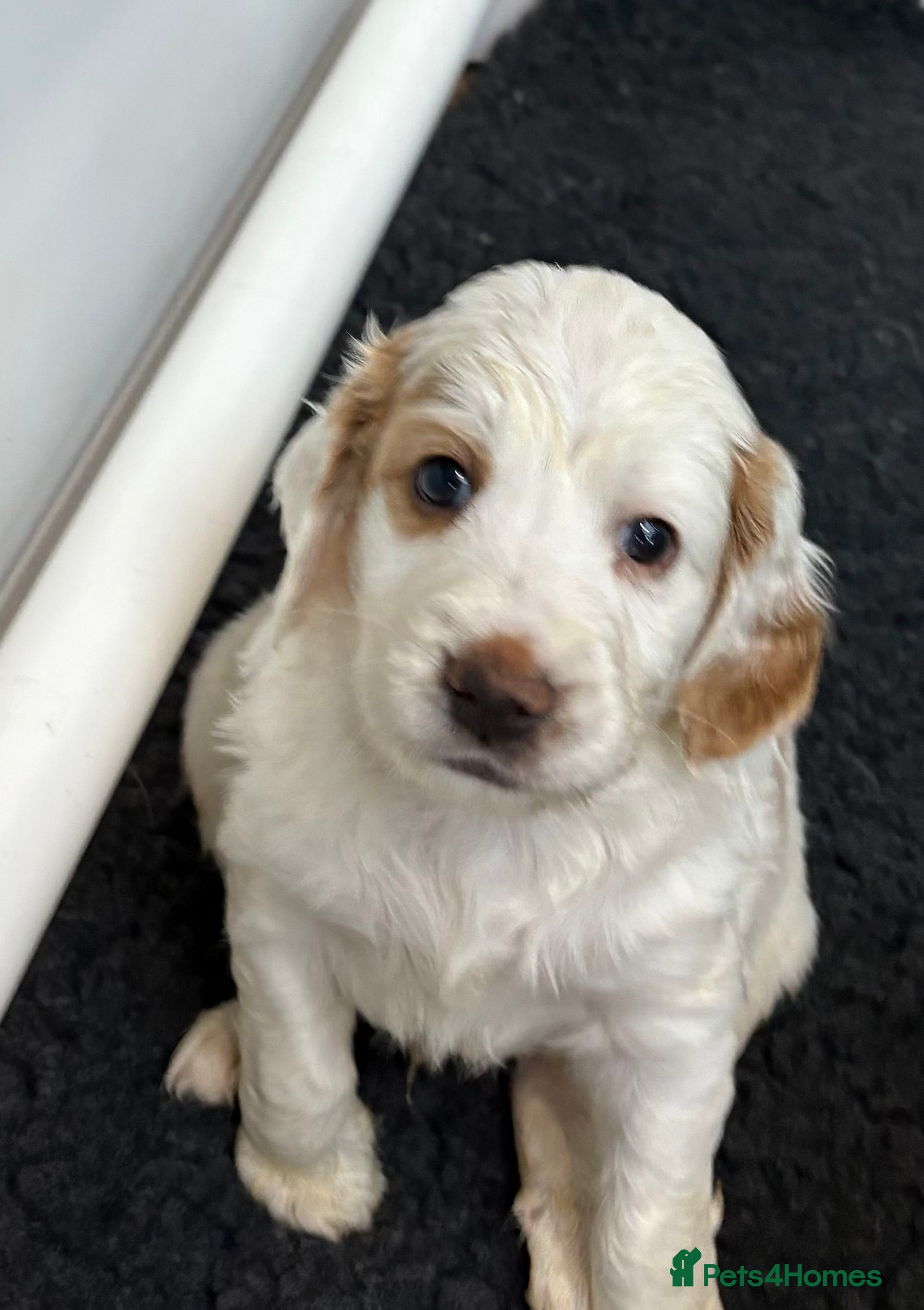 Clumber Spaniel dogs Clumber x puppies ready to leave 23/12/25 - Advert 1
