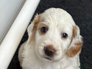 Clumber Spaniel dogs Clumber x puppies ready to leave 23/12/25 - Advert 18