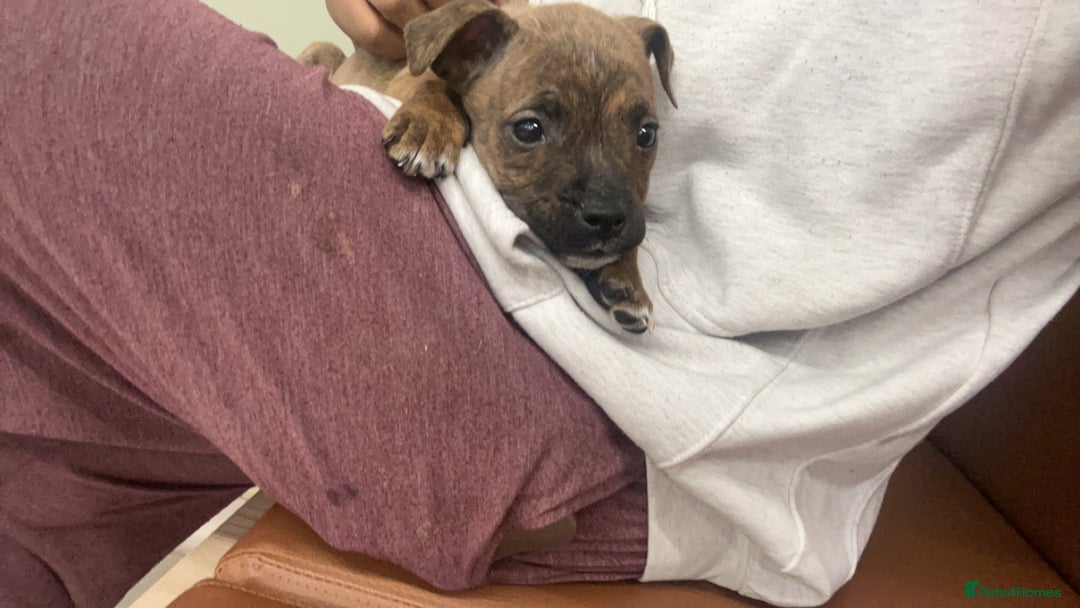 Staffordshire Bull Terrier dogs for sale: Urgent loving home needed for Hazel the staffy  - Image 3