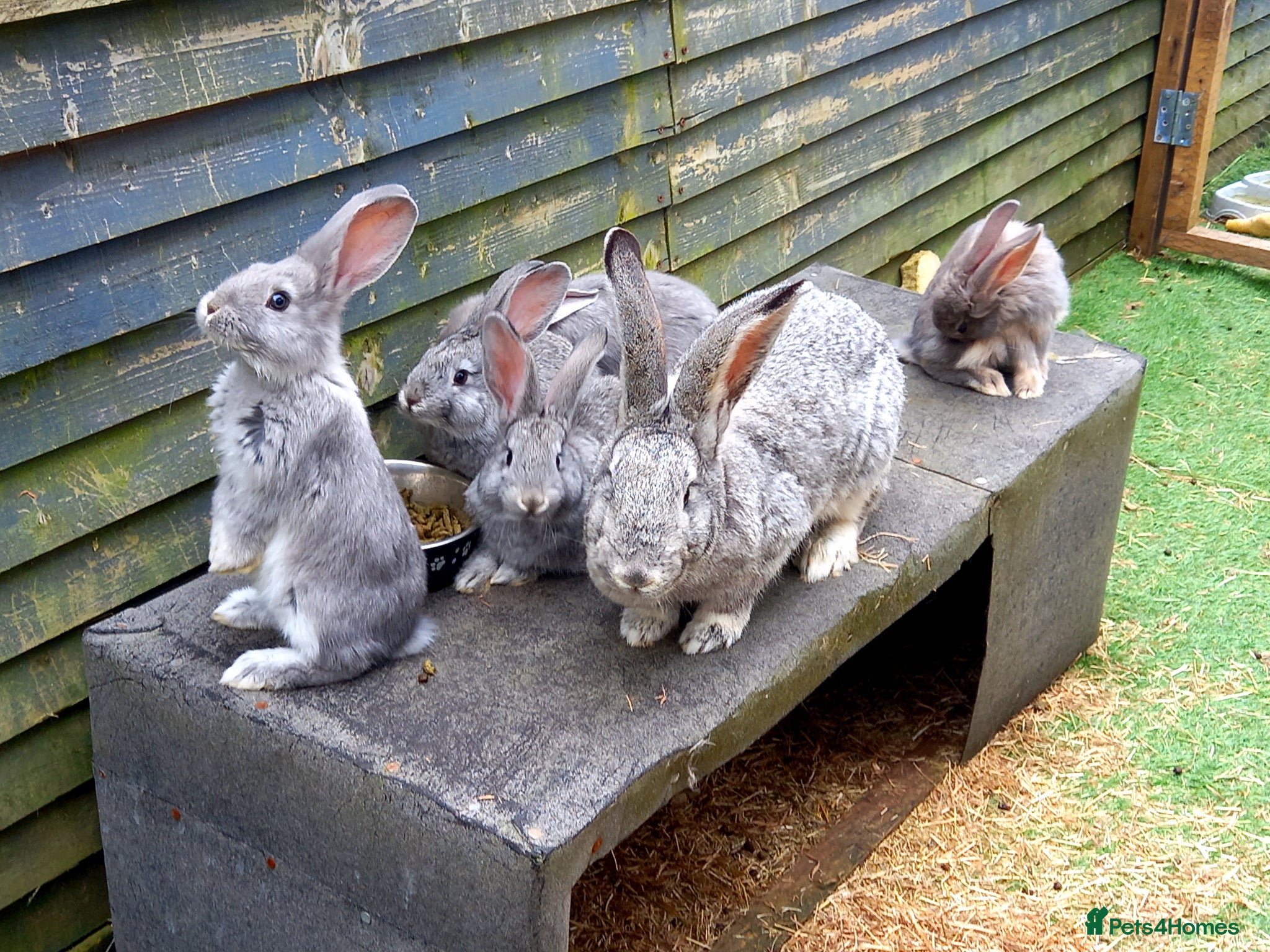 Continental Giant rabbits Continentals ready now - Advert 14