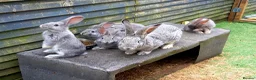 Continental Giant rabbits for sale: Continentals ready now - Advert 1