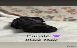 Labrador Retriever dogs for sale: Labrador puppies  - Image 10
