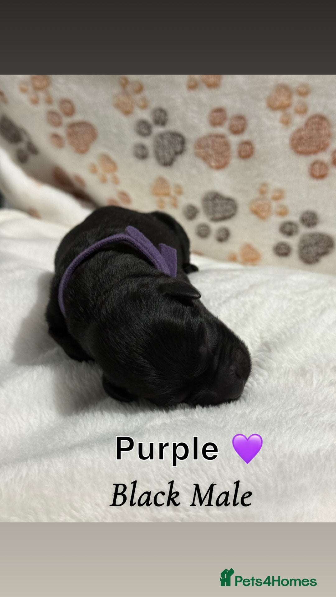 Labrador Retriever dogs for sale: Labrador puppies  - Image 10