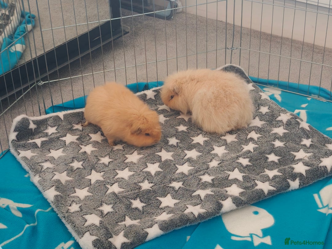 Guinea Pig rodents for sale: Two 1 years old boys - Advert 4
