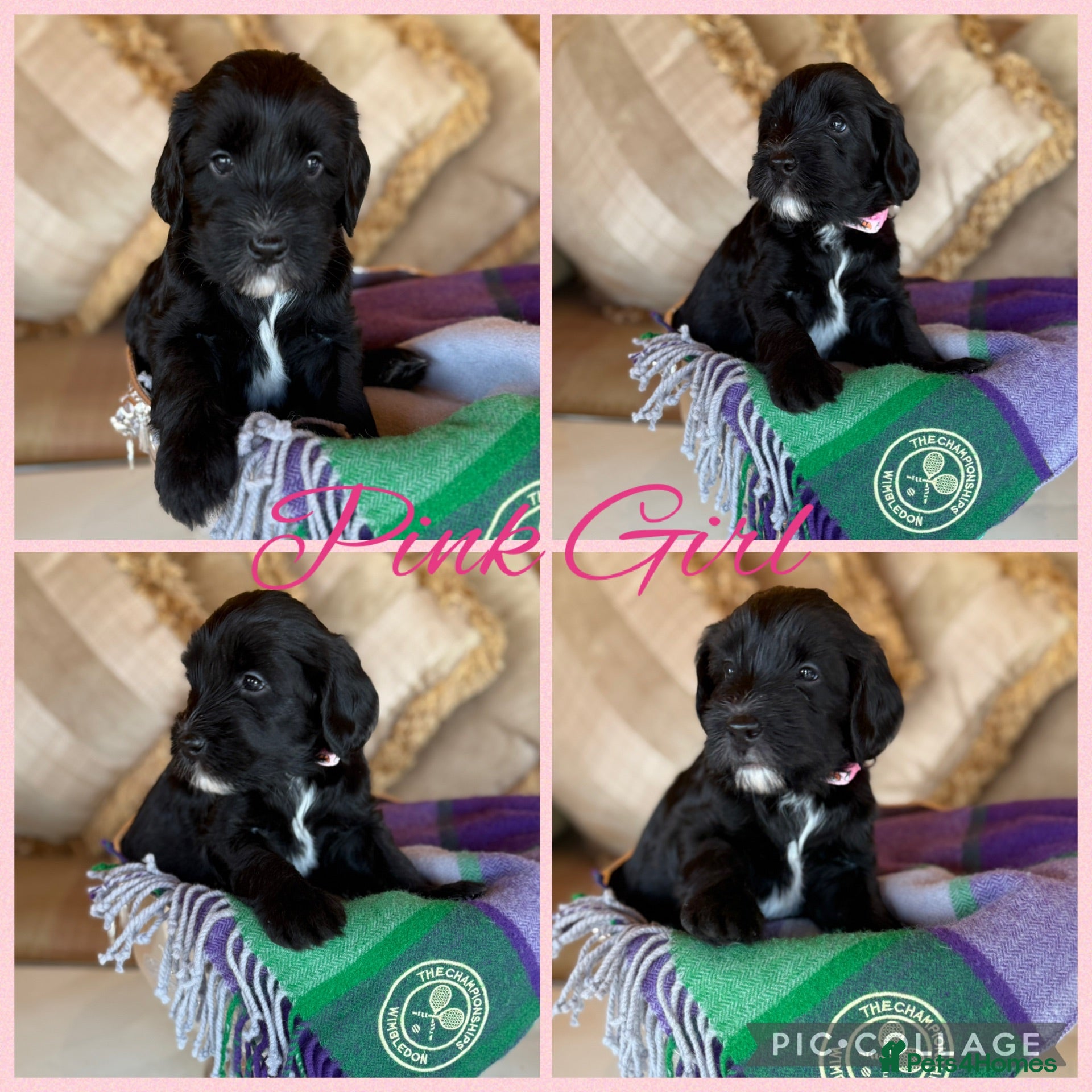 Australian Labradoodle dogs Multigen Prestige Australian Labradoodle puppies💜 - Advert 2