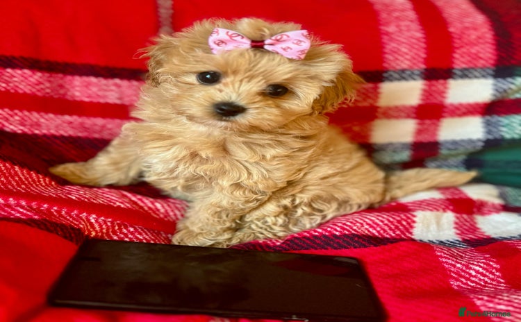 Maltipoo dogs - Advert 1