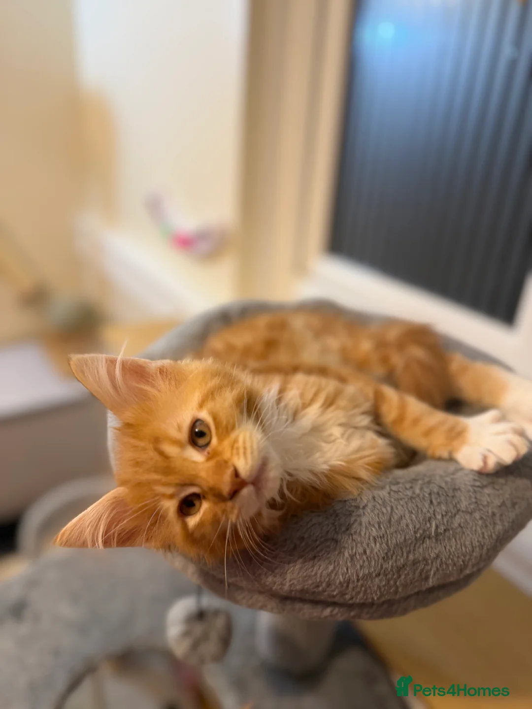 Maine Coon cats for sale: 5 Beautiful Mainecoon Kittens ❤️  - Advert 19