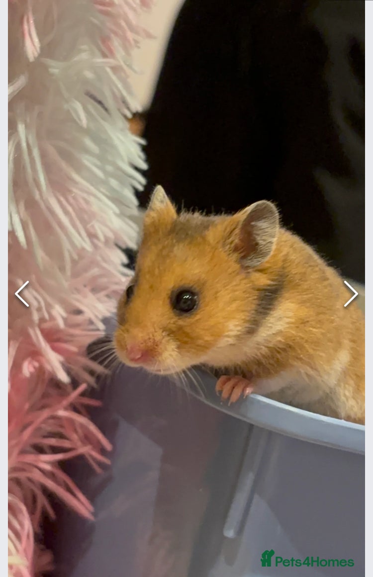 Hamster rodents Syrian Hamsters, Young and Friendly - Advert 1