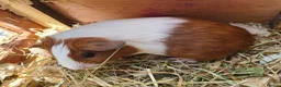 Guinea Pig rodents for sale: Guionea Pigs - Advert 2