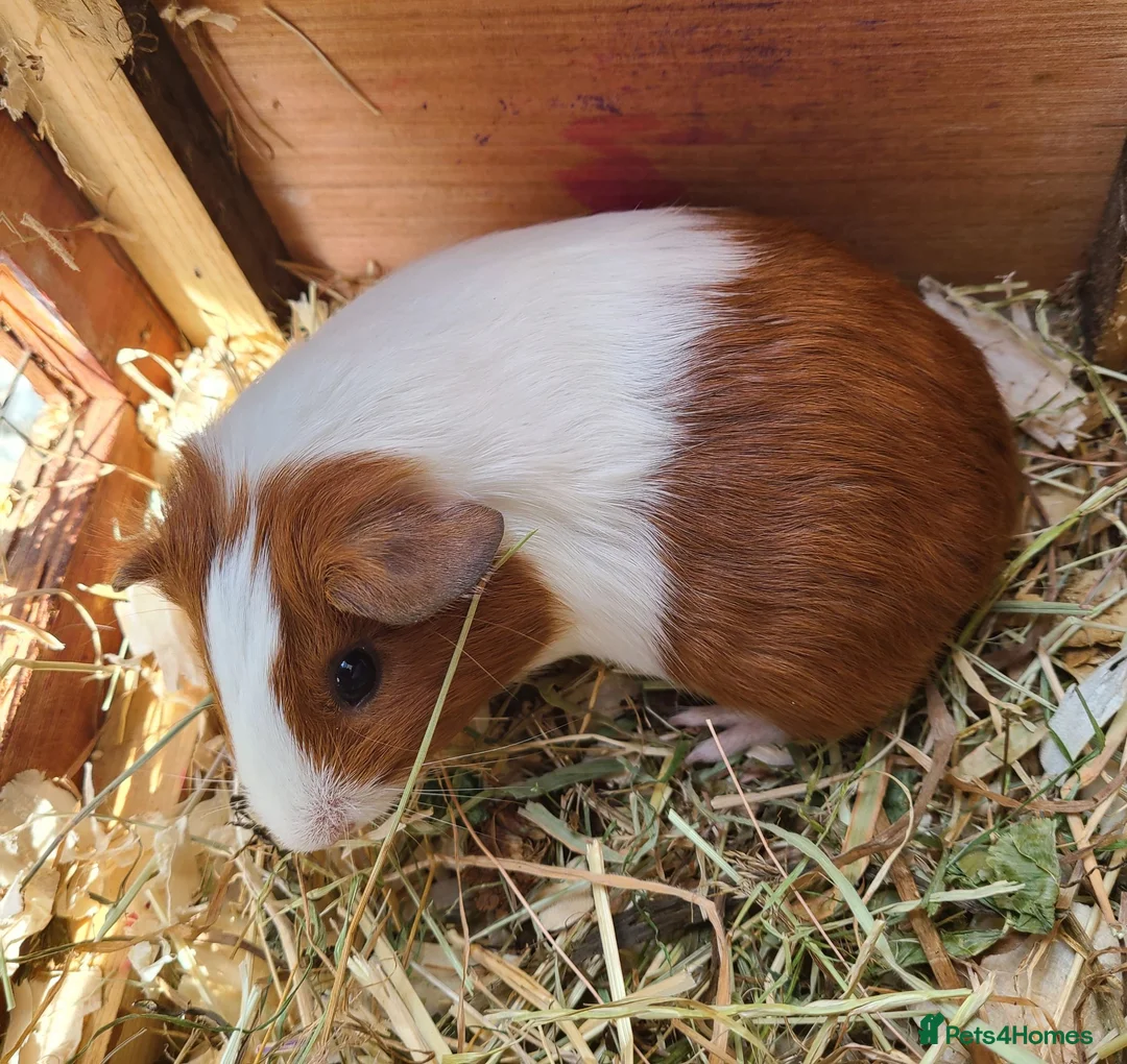 Guinea Pig rodents for sale: Guionea Pigs - Advert 2