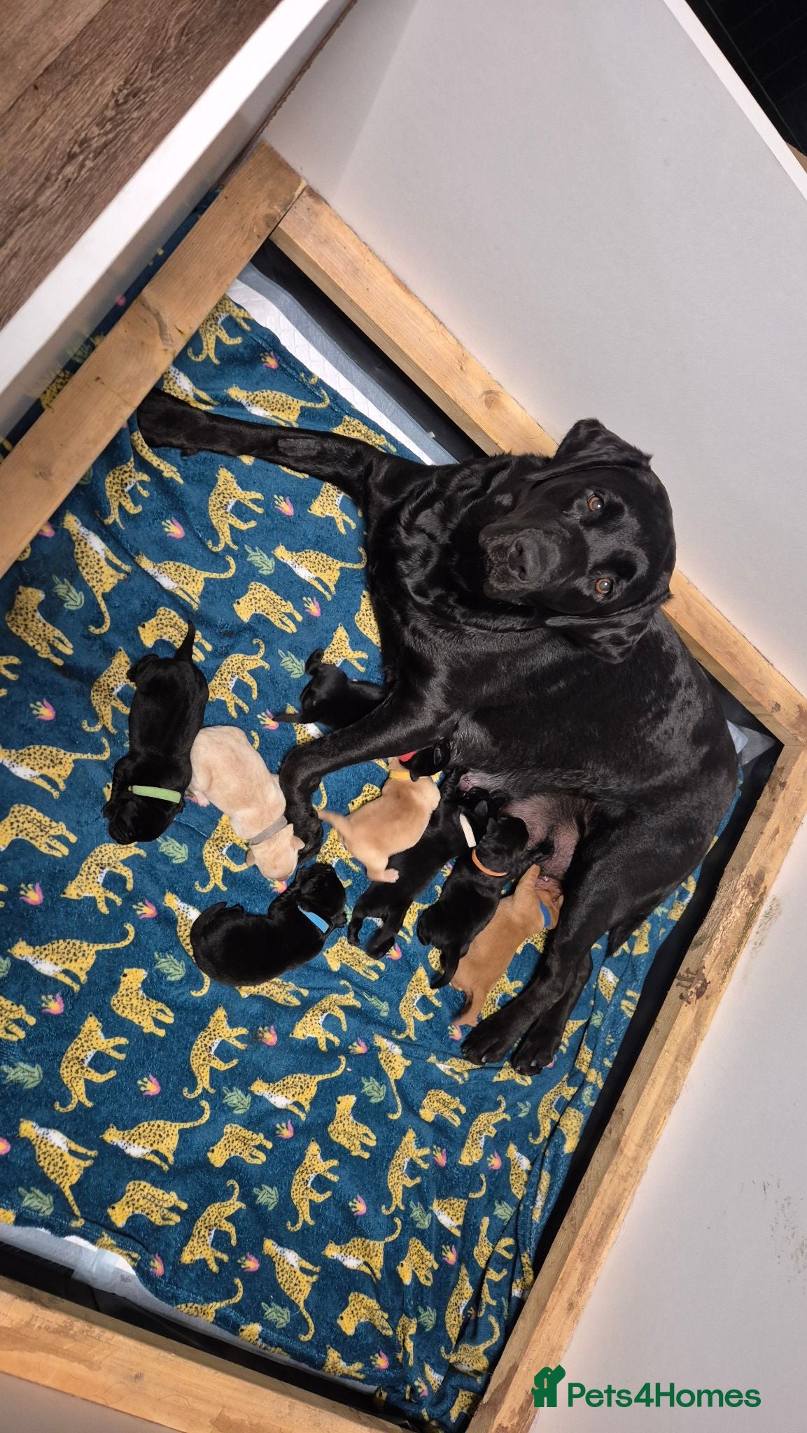 Labrador Retriever dogs Pure Labrador Retriever/ KC registered  - Advert 1