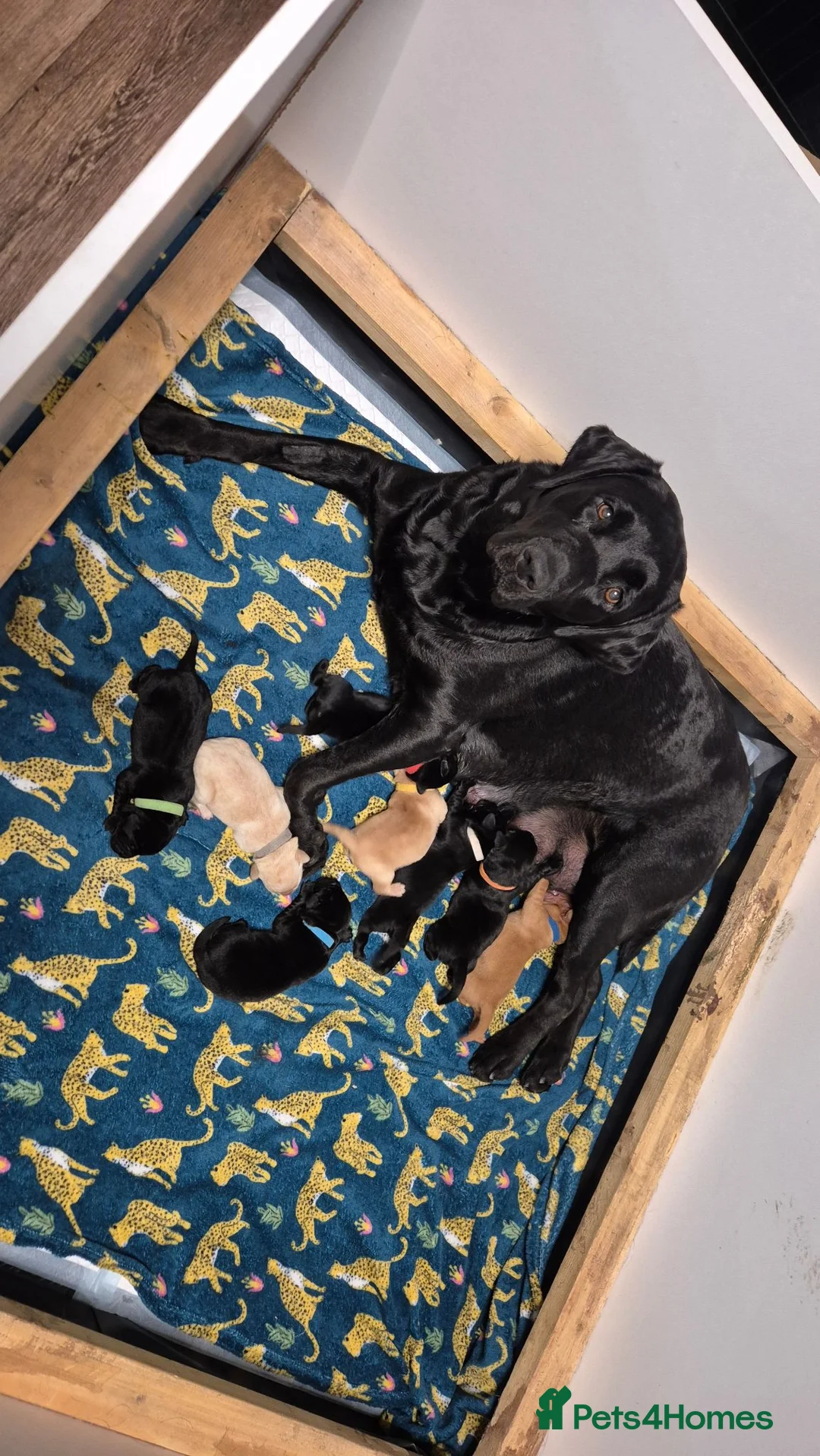 Labrador Retriever dogs for sale: Pure Labrador Retriever/ KC registered  - Advert 1