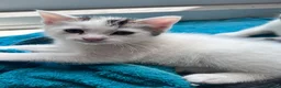 Mixed Breed cats for sale: Beautiful kitten  - Advert 13