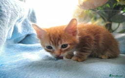 Mixed Breed cats for sale: Beautiful Male kittens VIDEOS - Image 18